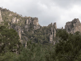 Tineça de Benifassa 